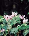 Cyclamen Cilicicum